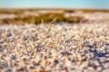 Steppe saline soils of Kazakhstan