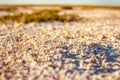 Steppe saline soils of Kazakhstan