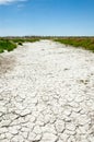 Steppe saline soils. saline salt in salt. steppe prairie ve