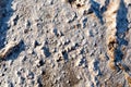 Steppe saline soils. Steppe prairie veldt veld.