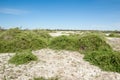 Steppe saline soils