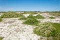 Steppe saline soils