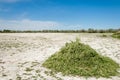 Steppe saline soils