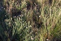 Steppe small flowers. Herbs. Tyva Royalty Free Stock Photo