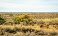 The steppe of Southern Kazakhstan.