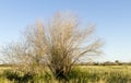 Steppe summer