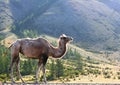 Steppe on a summers day with mountains and walking camel.