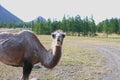 Steppe on a summers day with mountains and walking camel.