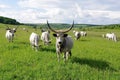 The steppe sura, cow  on the pasture Royalty Free Stock Photo