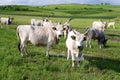 The steppe sura, cow  on the pasture Royalty Free Stock Photo