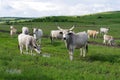 The steppe sura, cow  on the pasture Royalty Free Stock Photo