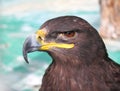 Steppe Tawny Eagle closeup Royalty Free Stock Photo
