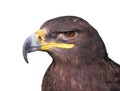 Steppe Tawny Eagle closeup Royalty Free Stock Photo