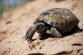 Steppe tortoise