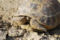 Steppe tortoise hiding in the shell