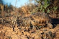 Steppe tortoise in their natural habitat