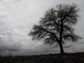 Steppe tree alone lonely blackandwhite