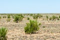 Steppe. Treeless, poor moisture and generally flat area with grassy vegetation in the Dry Zone. prairie, veld, veldt