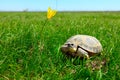 Steppe turtle