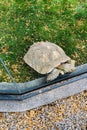 Steppe turtle in the zoo Royalty Free Stock Photo
