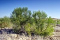 Steppe vegetation