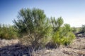 Steppe vegetation