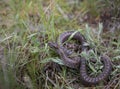 The steppe viper in a pose of attack