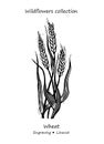 Steppe wheat plant. Wheat flower. Floral illustration.