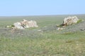 The steppe is wide, boundless, large stones in the steppe complement the spring landscape. Royalty Free Stock Photo