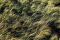 Steppe withered dry grass texture. Royalty Free Stock Photo