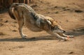 Steppe wolf Royalty Free Stock Photo