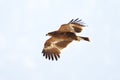 Steppearend, Steppe Eagle, Aquile nipalensis Royalty Free Stock Photo