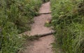 Stepped Hiking Pathway Bordered by Grasses and Ferns