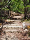 Stepped Path in Australian Native Forest