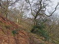 Stepped path going uphill between old beech trees in woodland on a spring morning bare branches and grey sky Royalty Free Stock Photo