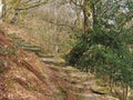 Stepped path going uphill between old beech trees in woodland with tangled branches Royalty Free Stock Photo