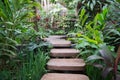 Stepped path through the Thai nature