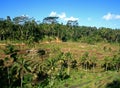 Stepped rice plantations