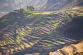 Stepped terraces with morning fog in Colca Canyon, Peru Royalty Free Stock Photo