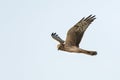 Steppekiekendief, Pallid Harrier, Circus macrourus Royalty Free Stock Photo