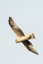 Steppekiekendief, Pallid Harrier, Circus macrourus Royalty Free Stock Photo