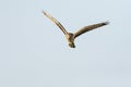 Steppekiekendief, Pallid Harrier, Circus macrourus Royalty Free Stock Photo