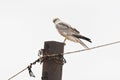 Steppekiekendief, Pallid Harrier, Circus macrourus Royalty Free Stock Photo