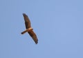 Steppekiekendief, Pallid Harrier, Circus macrourus Royalty Free Stock Photo