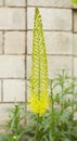 Steppelilje Eremurus stenophyllus. Inflorescence of Eremurus narrow-leaved bungei