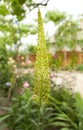 Steppelilje Eremurus stenophyllus. Inflorescence of Eremurus narrow-leaved