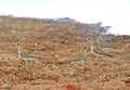 Steppeplevier, Oriental Plover, Charadrius veredus Royalty Free Stock Photo