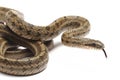 Steppes Ratsnakes (Elaphe dione)