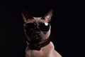 Siamese cat wearing sunglasses on a black background. Studio shot.