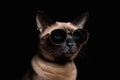 Portrait of a siamese cat in sunglasses on a black background